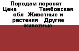 Породам поросят › Цена ­ 1 700 - Тамбовская обл. Животные и растения » Другие животные   